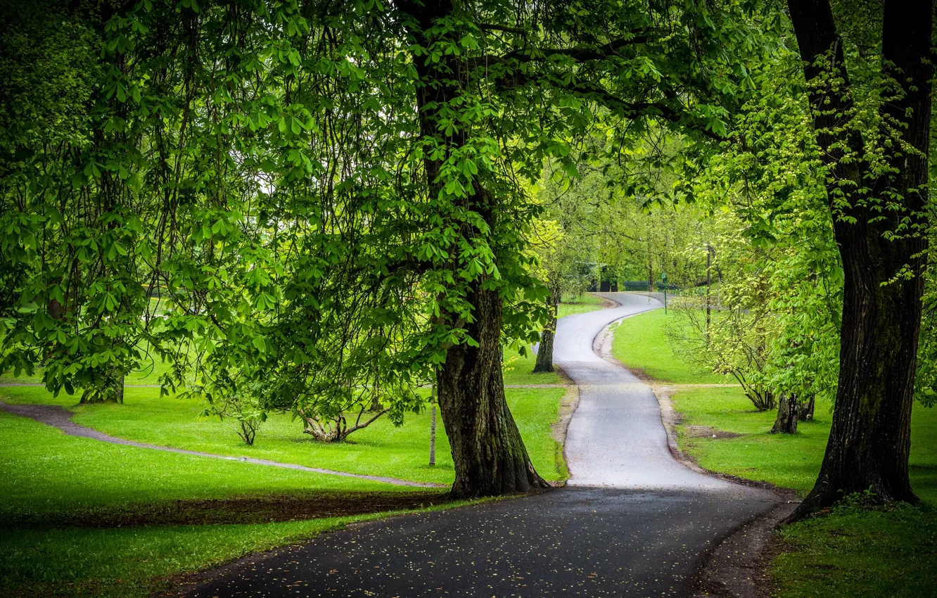 Фото обои дорога, зелень, деревья, парк, каштаны