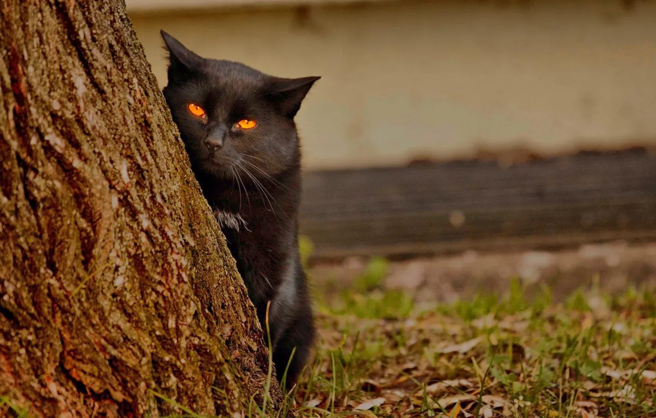 Фото обои cat, animal, spy cat