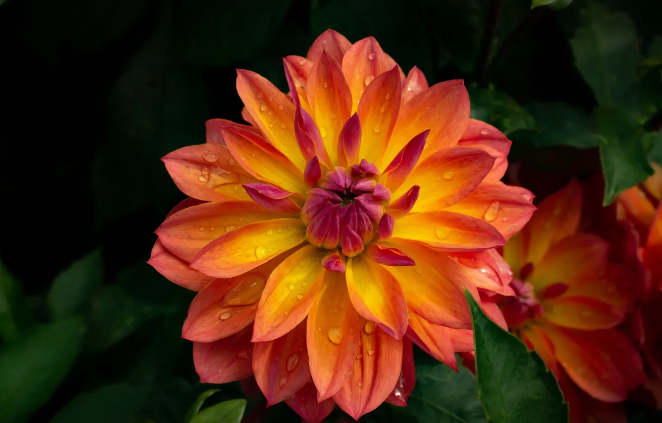 Фото обои цветок, капли, оранжевая, георгина