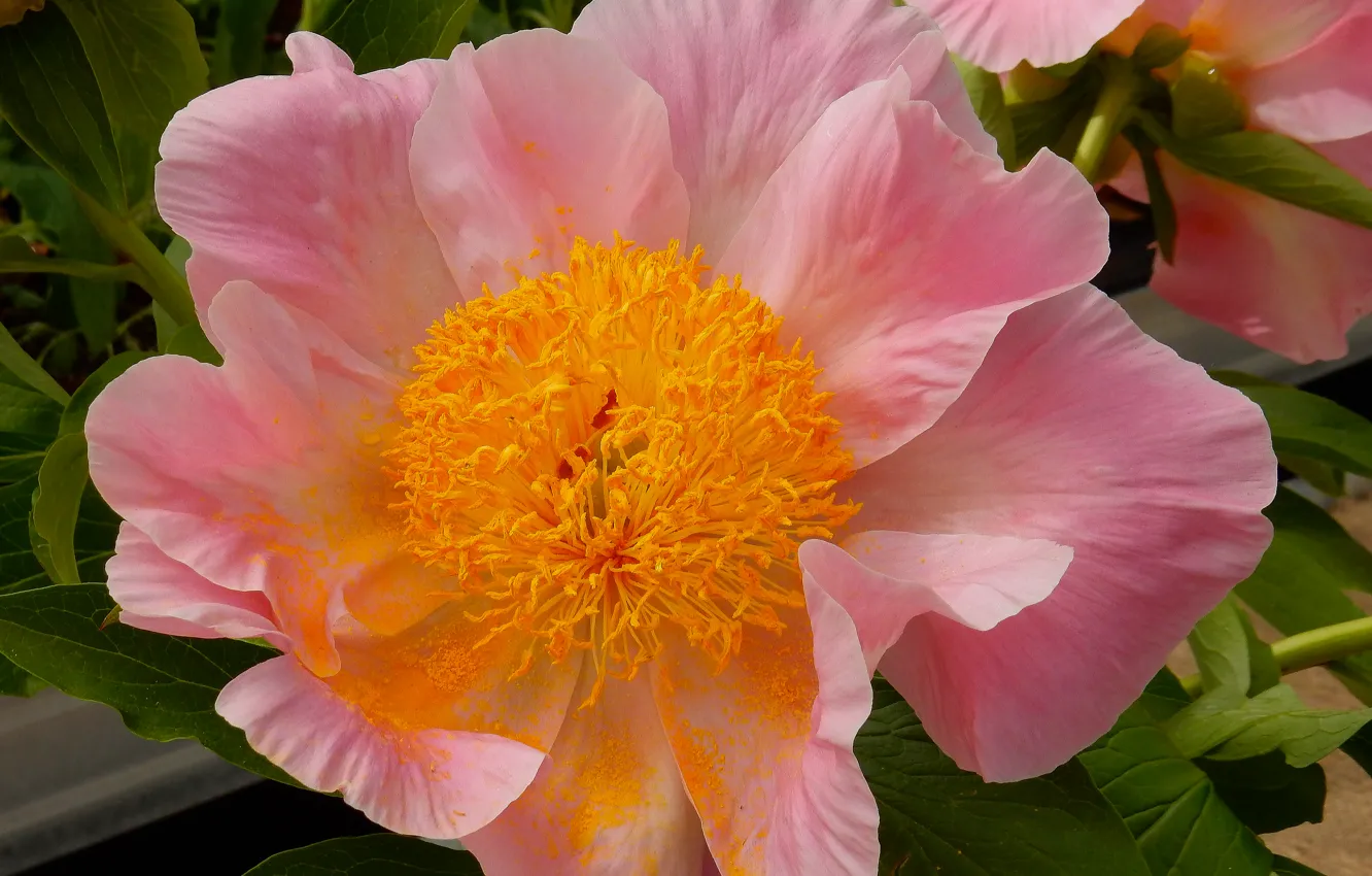 Фото обои цветы, widescreen, обои, весна, wallpaper, широкоформатные, background, обои на рабочий стол