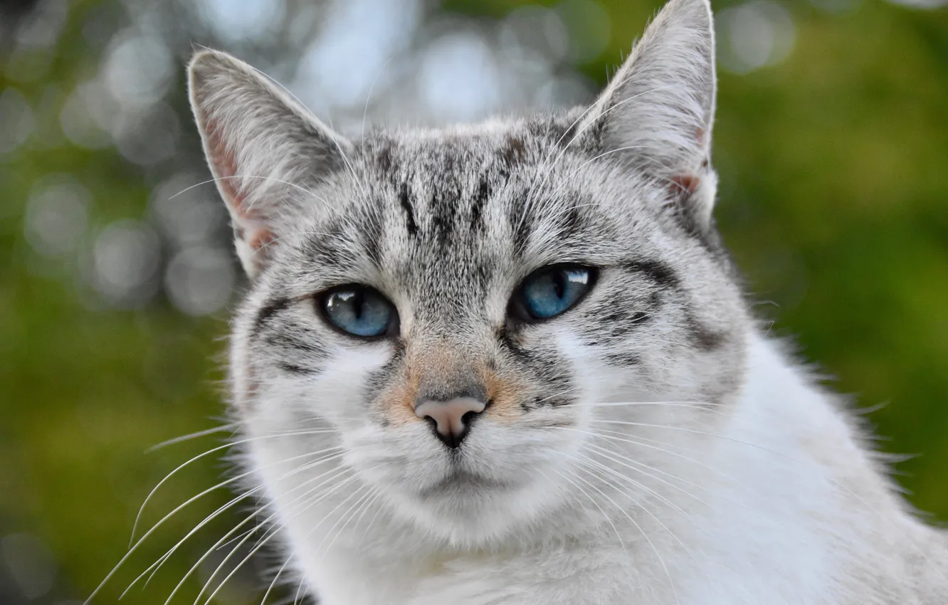 Фото обои кошка, морда, голубые глаза