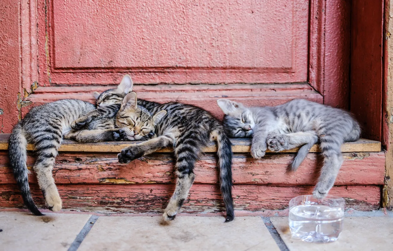 Фото обои кошка, отдых, сон