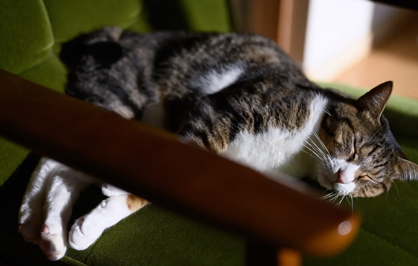 Фото обои кошка, кот, поза, серый, кресло, спит, лежит, полосатый
