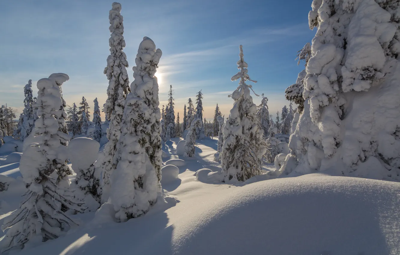 Фото обои зима, снег, деревья, пейзаж, природа, ели, сугробы, тени