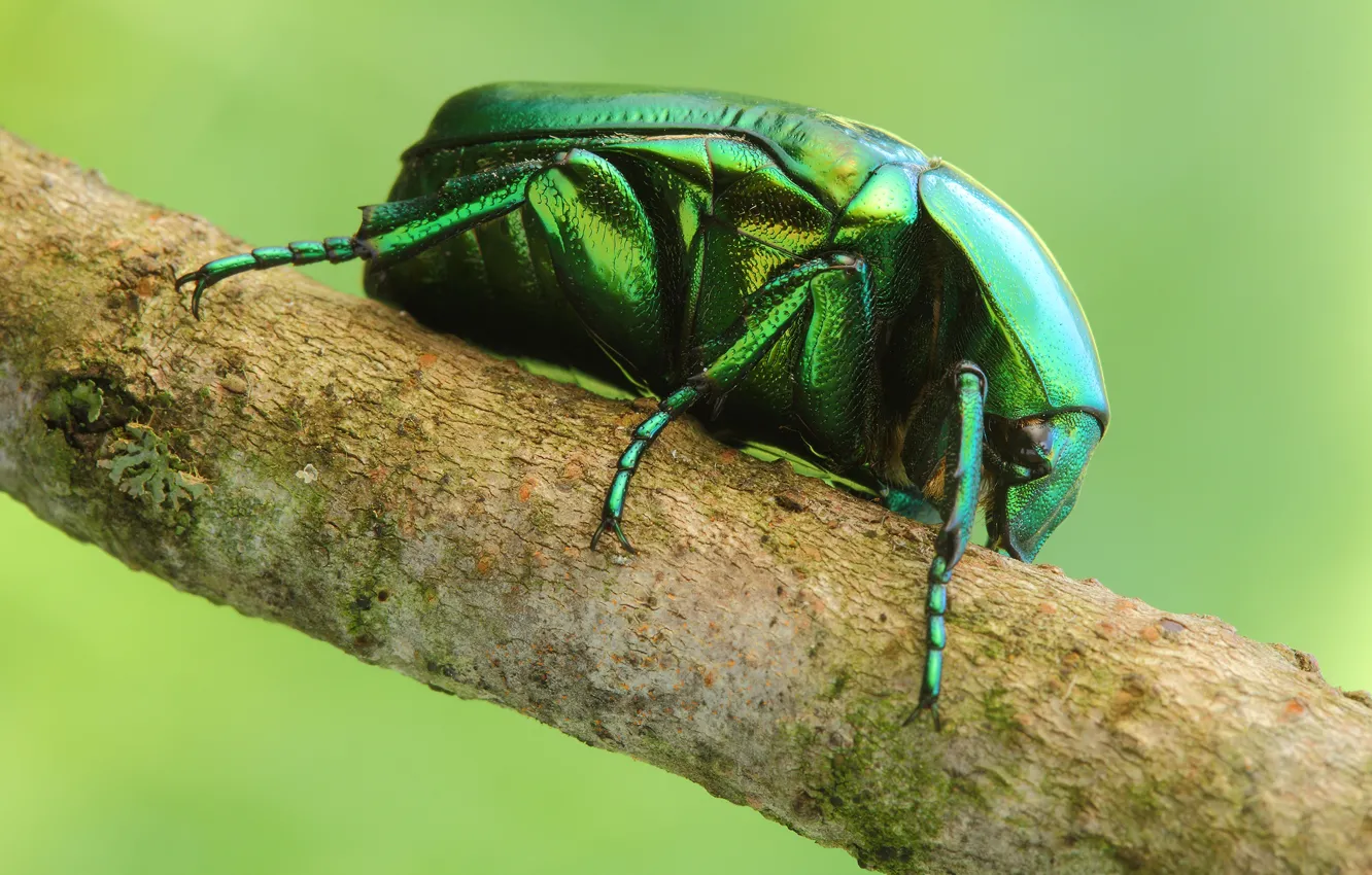Фото обои макро, веточка, жук, насекомое, обои от lolita777, бронзовка золотистая