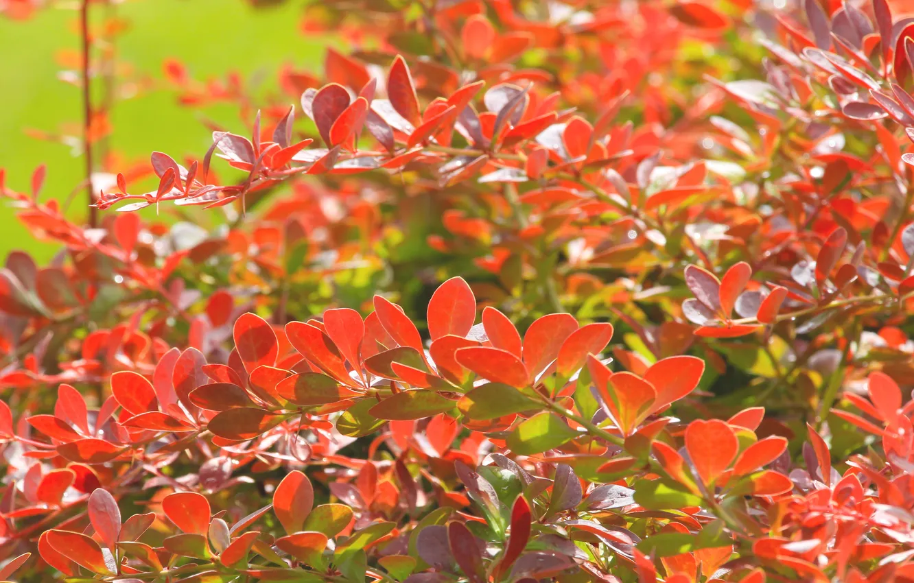 Фото обои red, leafs, twigs