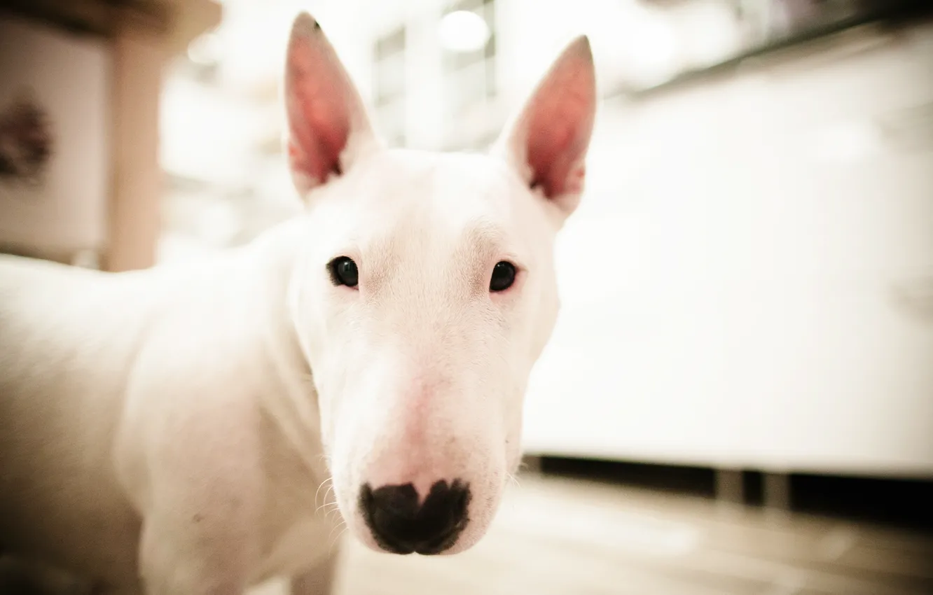Фото обои белый, морда, собака, бультерьер, булька