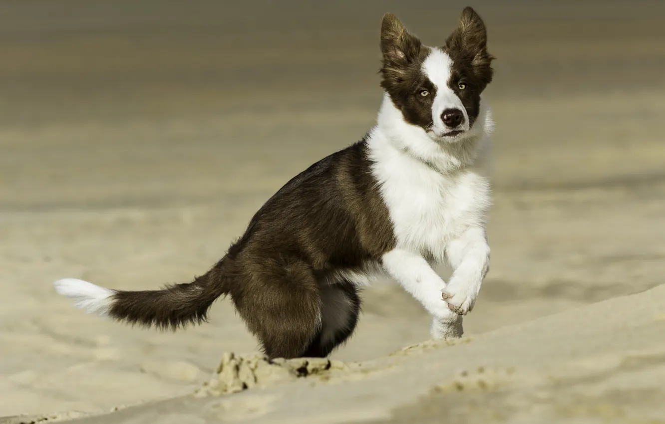 Фото обои песок, глаза, собака, уши, белый воротник
