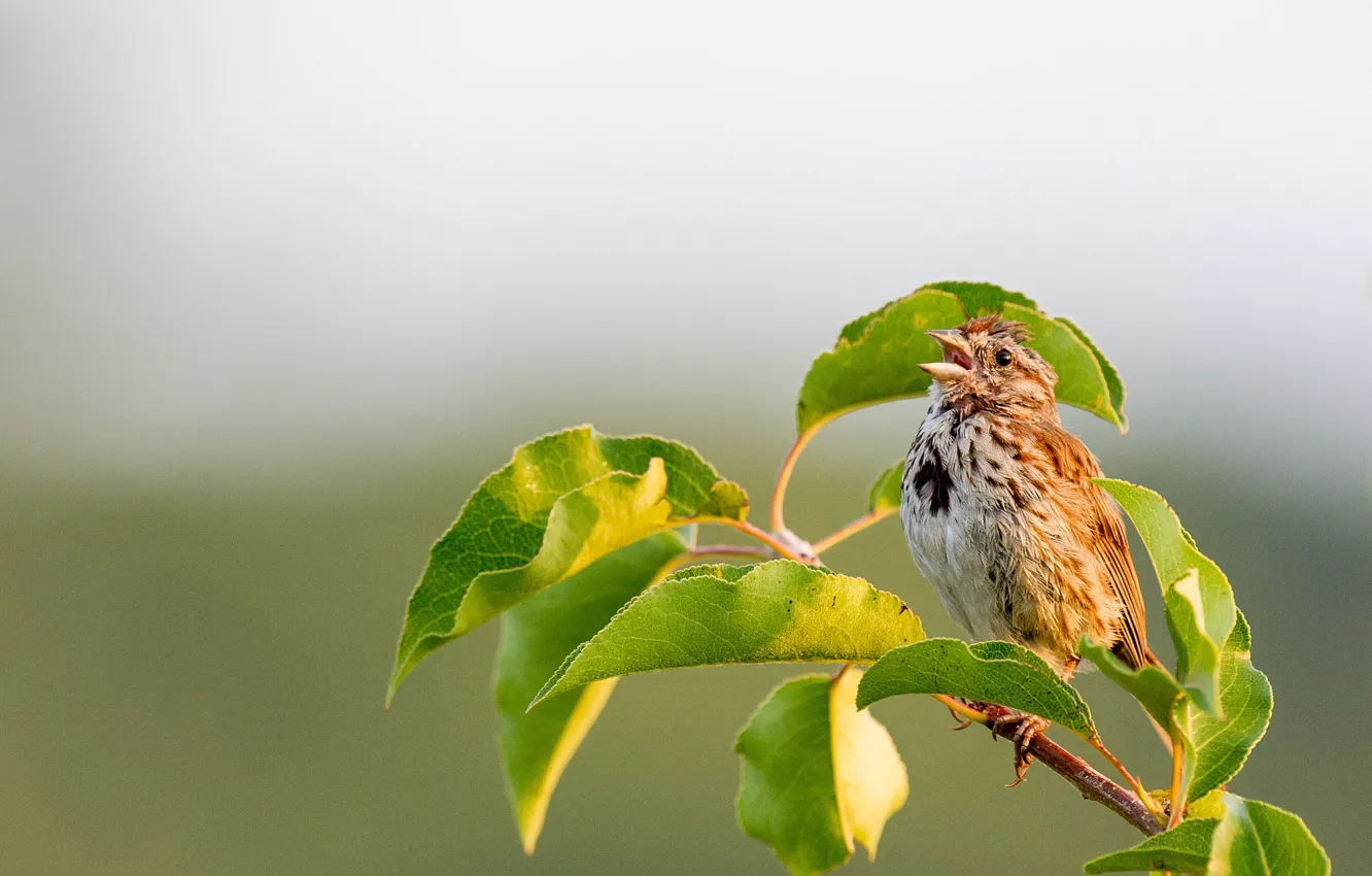 Фото обои music, wildlife, sparrow, singing