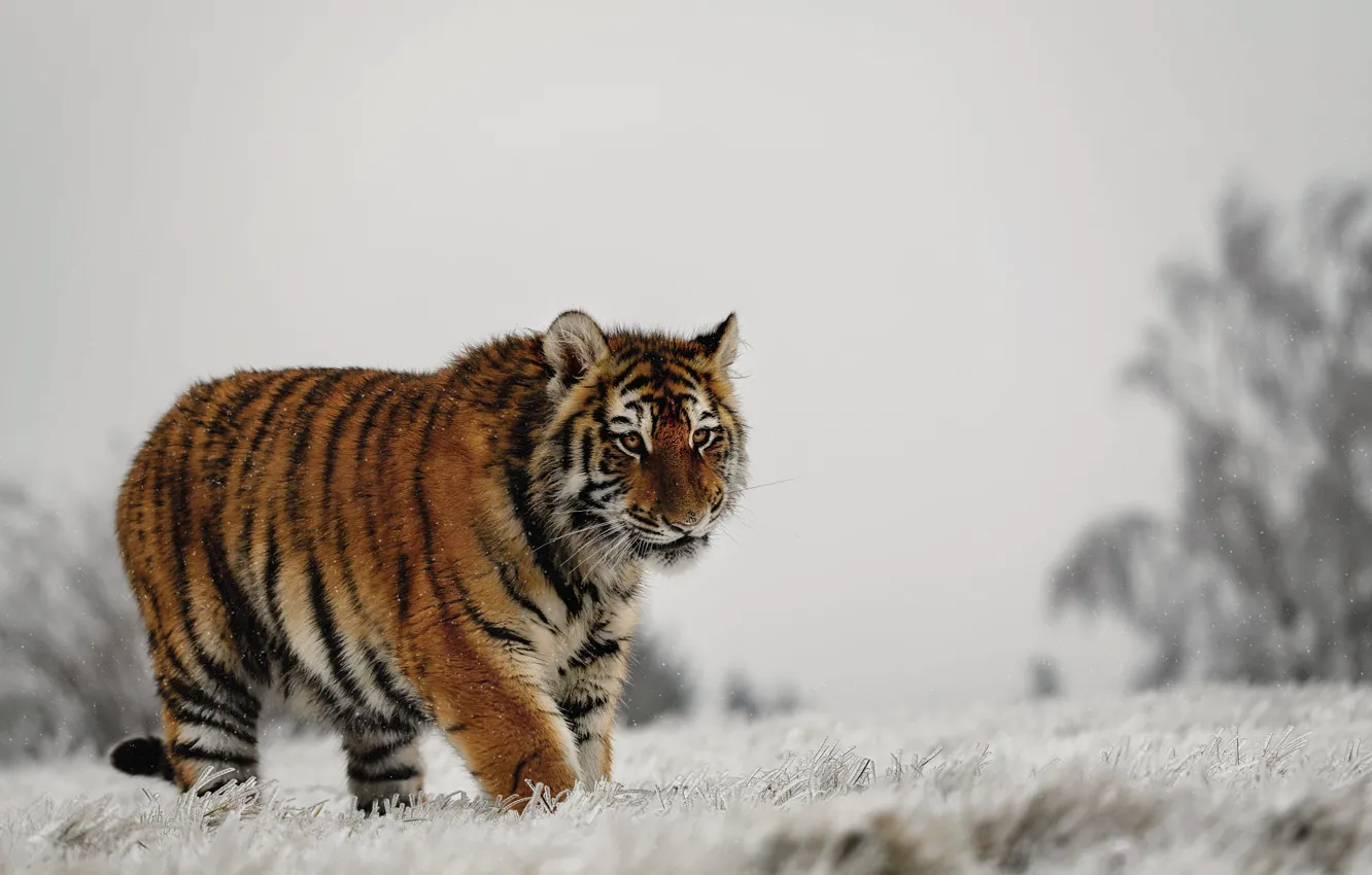 Фото обои зима, иней, поле, трава, взгляд, снег, природа, тигр