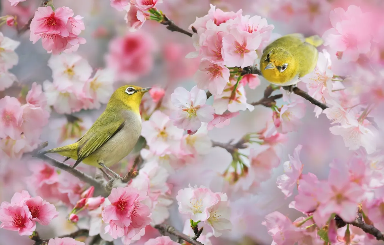 Фото обои птицы, ветки, природа, весна, пара, цветки, боке, белоглазки