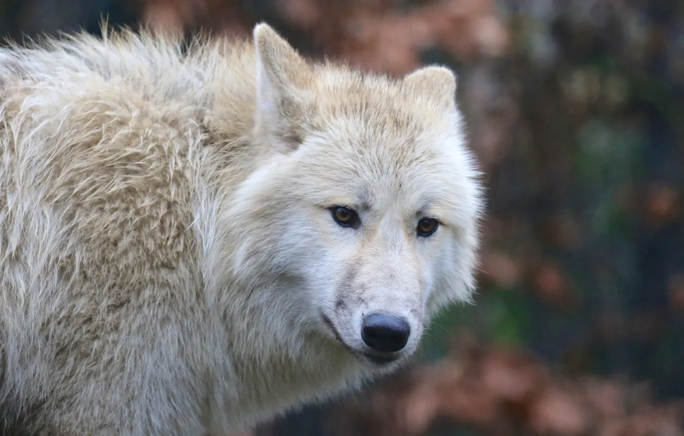 Фото обои белый, волк, шерсть