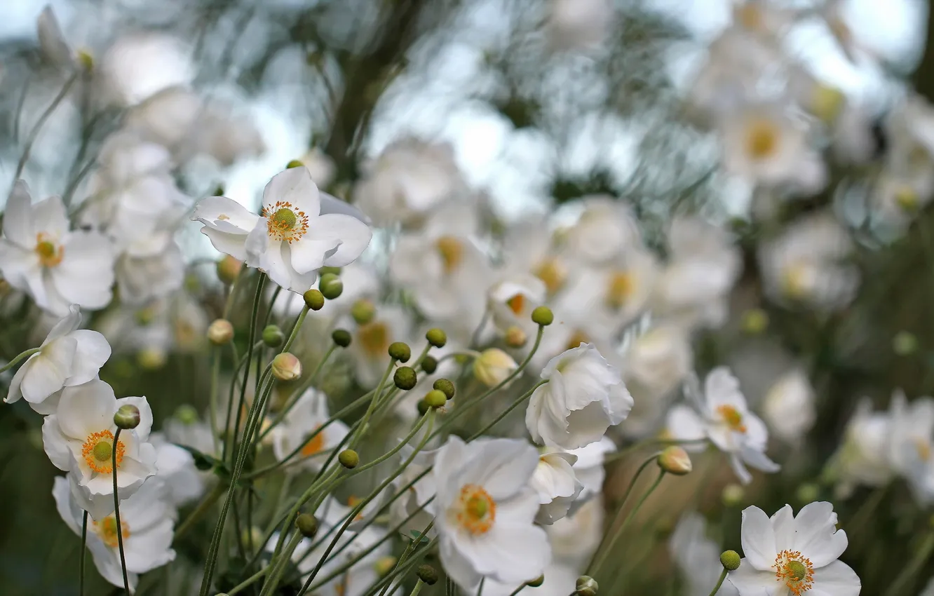 Фото обои Flowers, ANEMONE HUPEHENSIS, Anemone