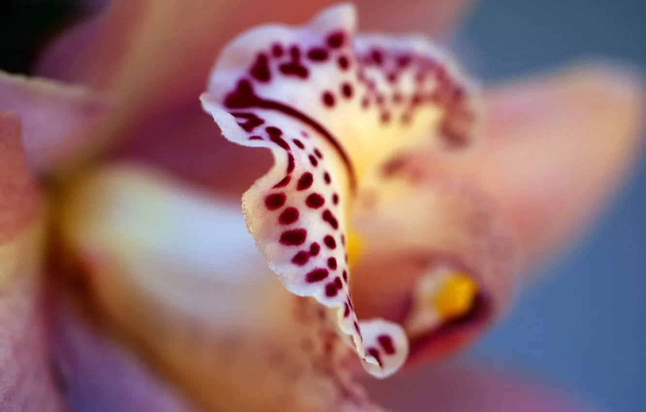 Фото обои цветок, цвета, лепестки, орхидея, фаленопсис, phalaenopsis