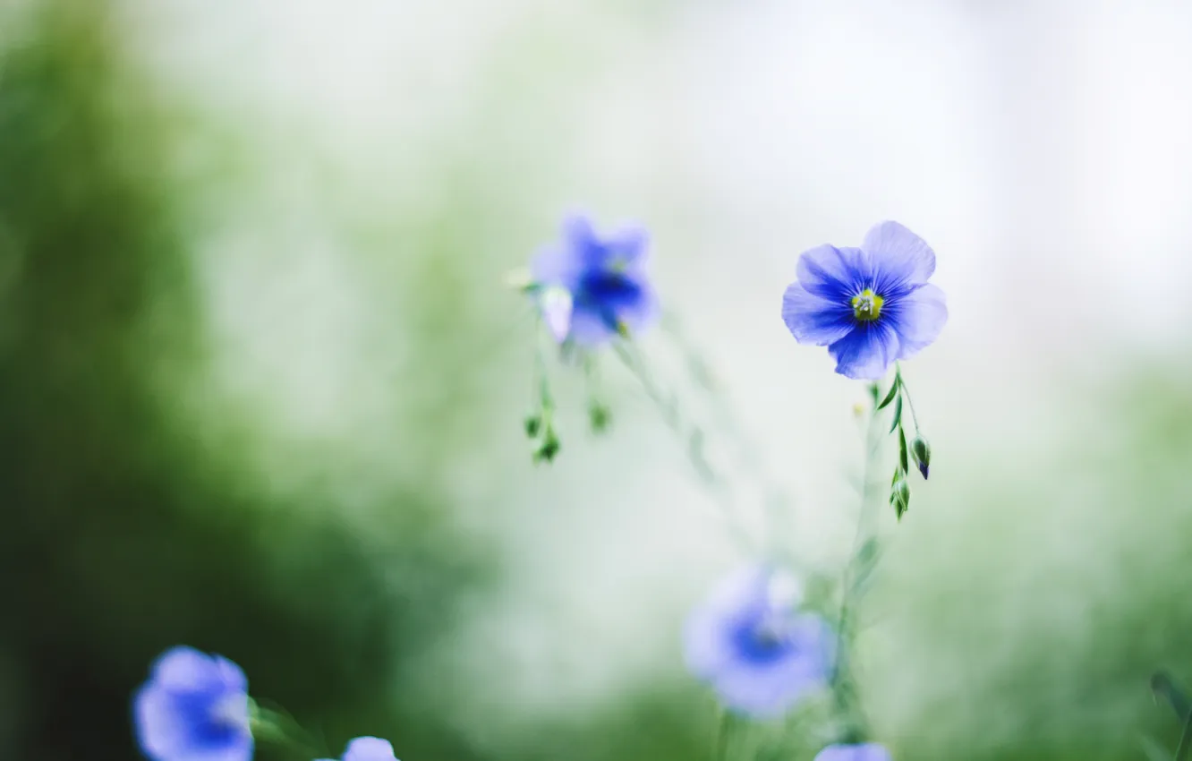 Фото обои цветы, лепестки, синие