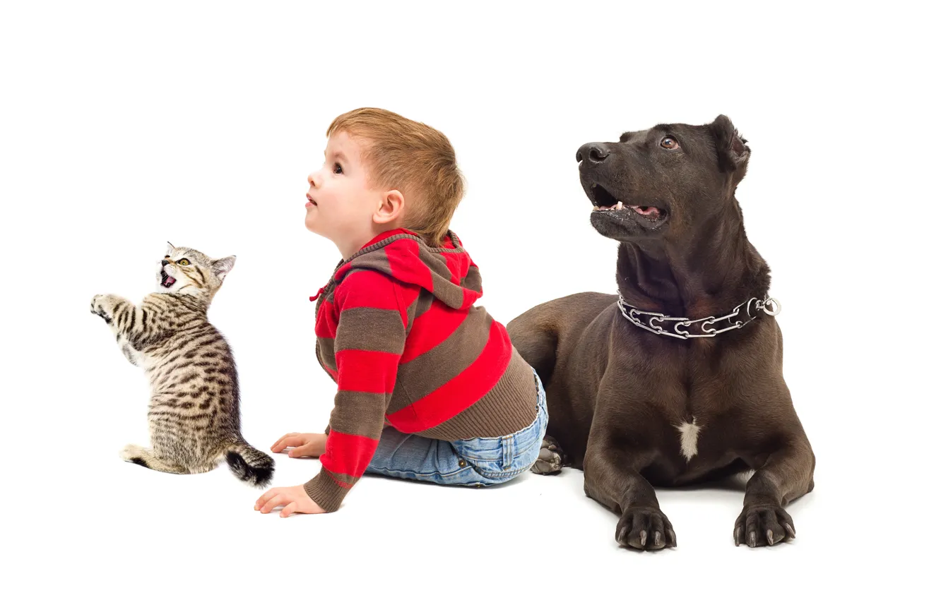 Фото обои кот, ребенок, собака, мальчик, background, boys, dogs, child