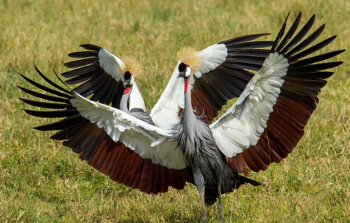 Фото обои природа, птица, Grey Crowned Cranes