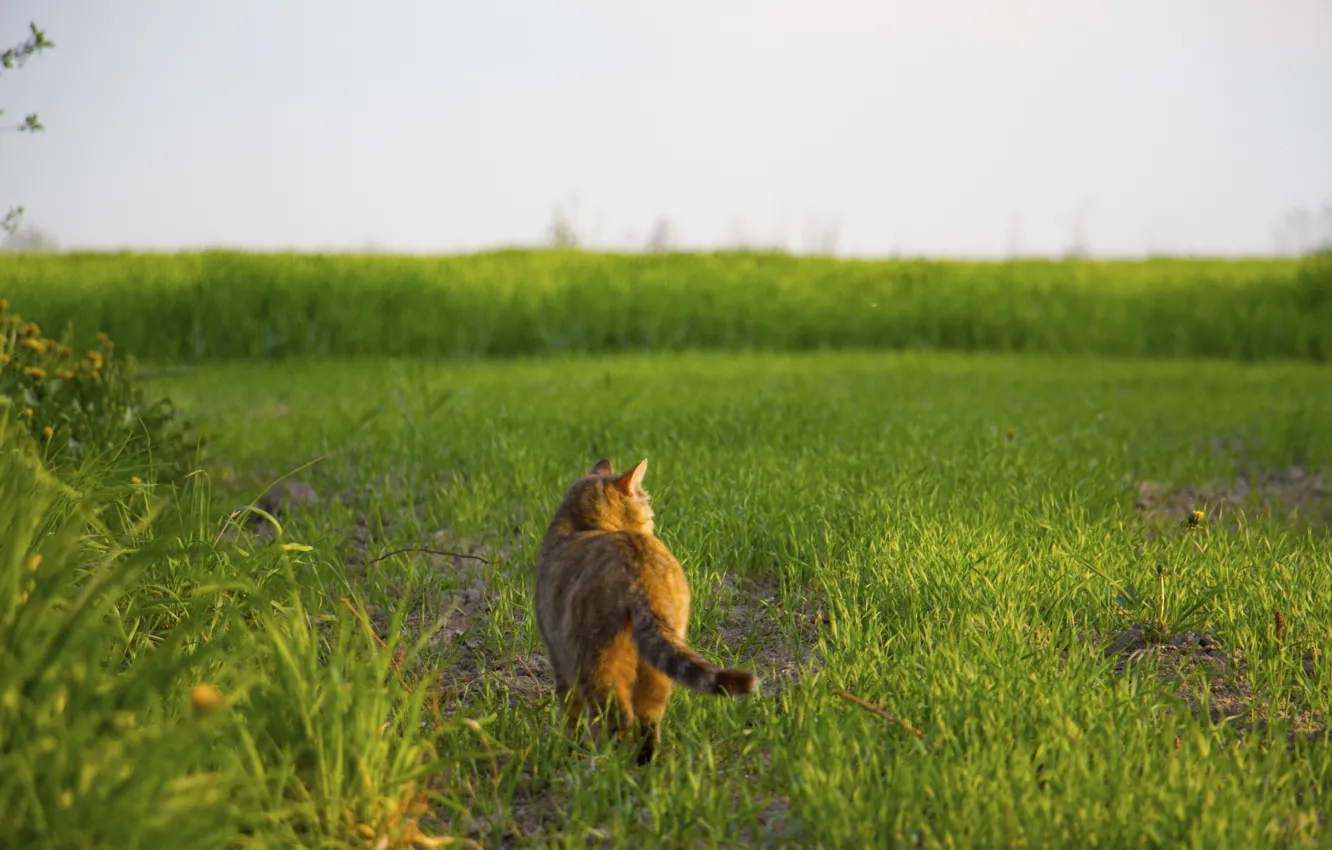Фото обои трава, кот, гуляет сам по себе