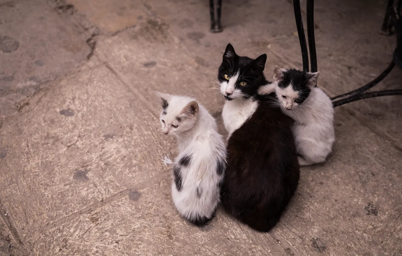 Фото обои взгляд, кошки, котенок, коты, плитка, мебель, котята, ножки