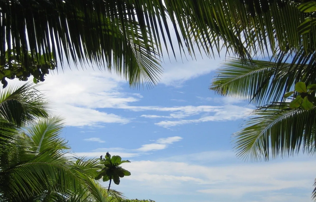 Фото обои Небо, Тропики, Пальмы, Sky, Palm Trees, Tropics