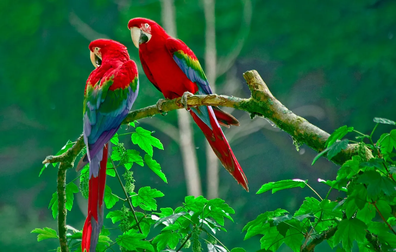 Фото обои зелень, тропики, ветка, попугаи