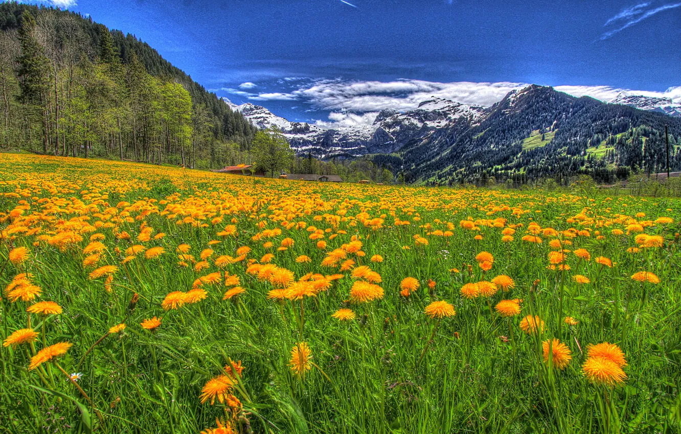 Фото обои небо, трава, облака, снег, деревья, пейзаж, цветы, горы