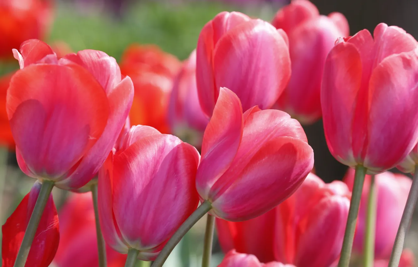 Фото обои макро, цветы, весна, тюльпаны, розовые, клумба, много