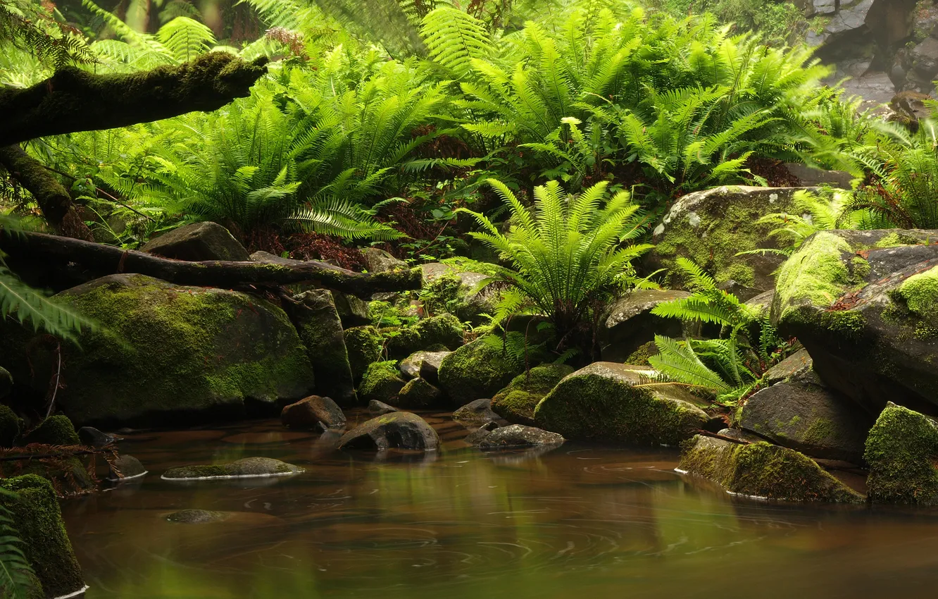 Фото обои green, jungle, wood, water, stones, plant