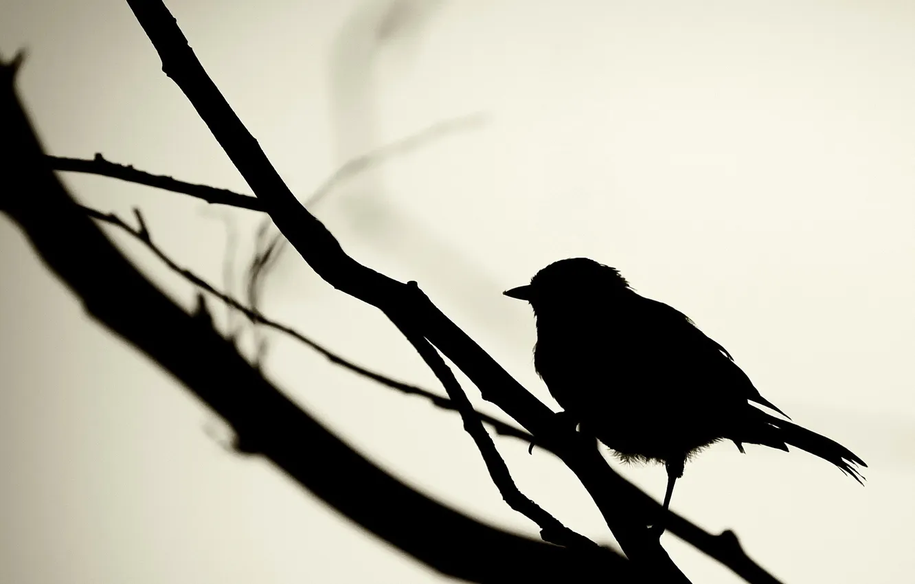Фото обои чёрный, ветви, птица, воробей, синица