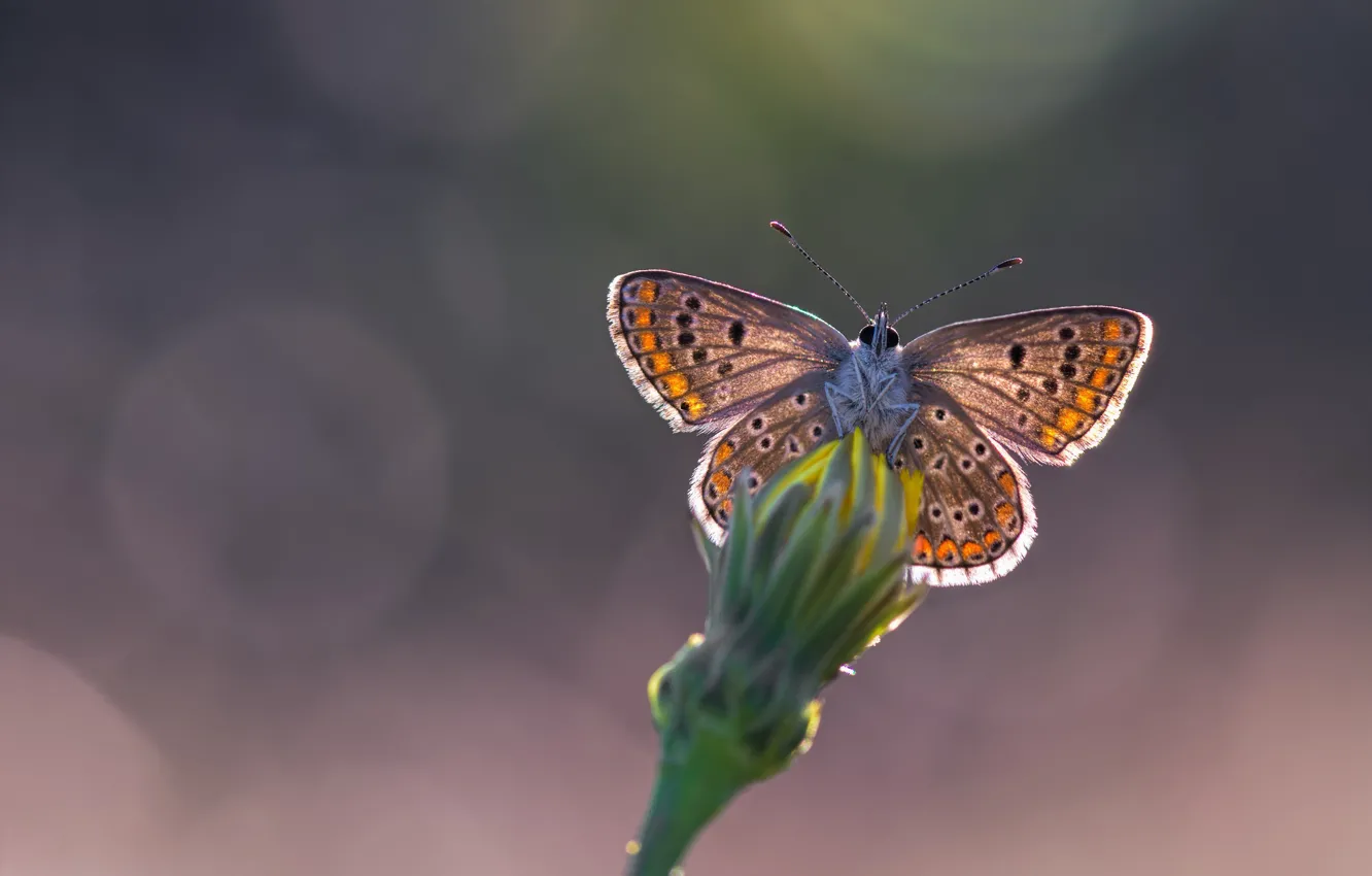 Фото обои цветы, бабочка, butterfly