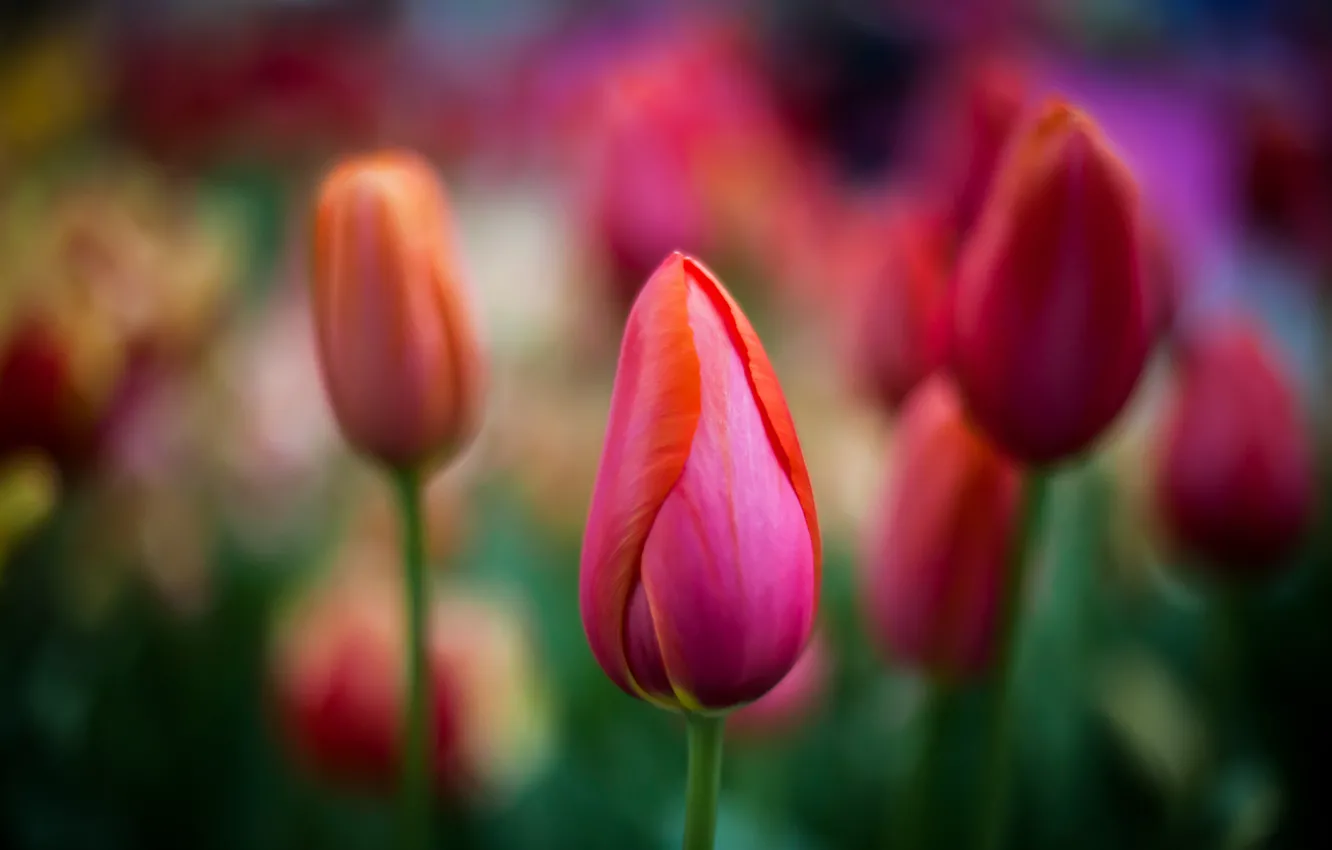 Фото обои макро, цветы, тюльпаны, красные, бутоны
