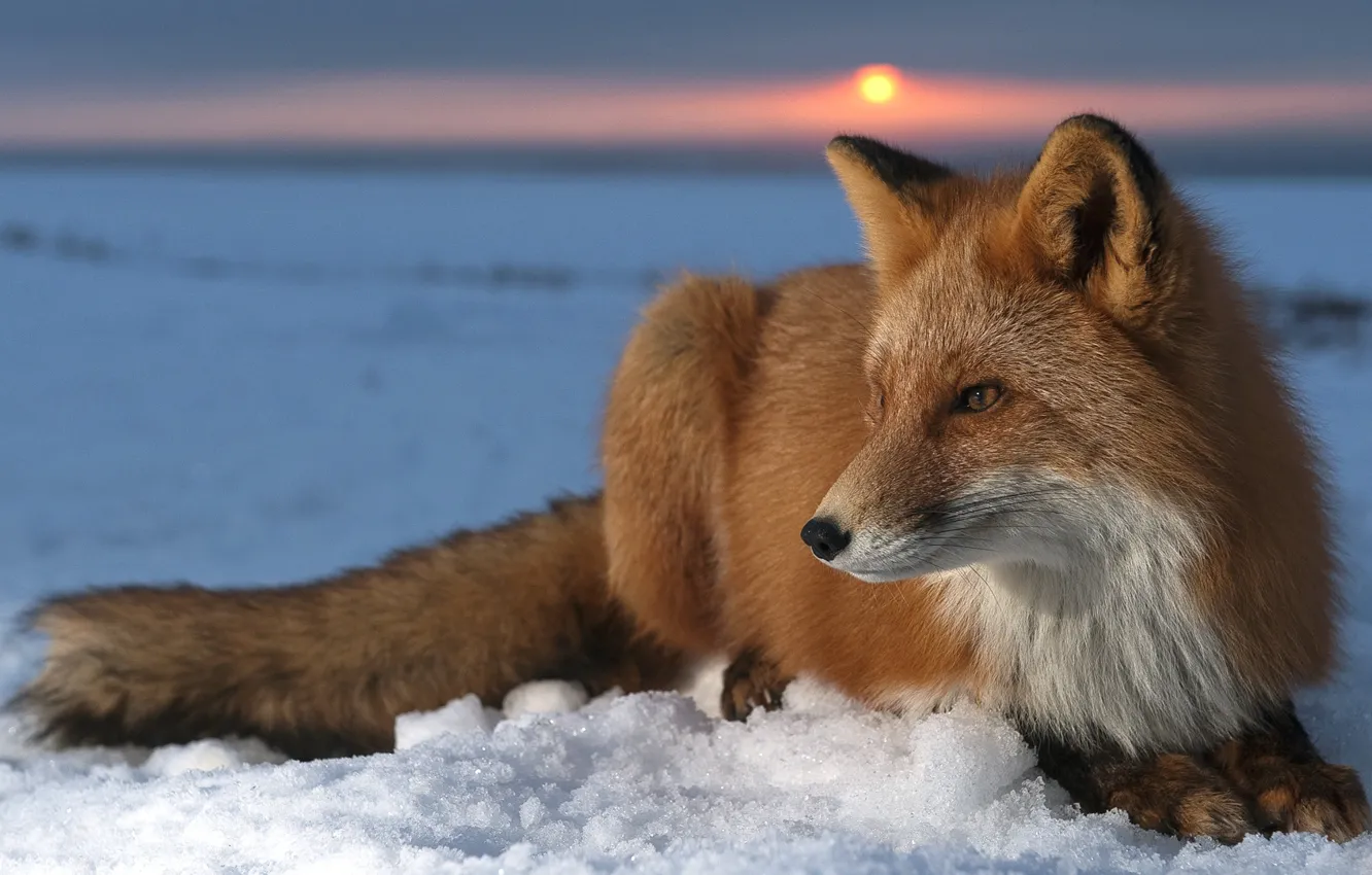 Фото обои солнце, снег, закат, мордочка, лиса, шкура, мех, лисица