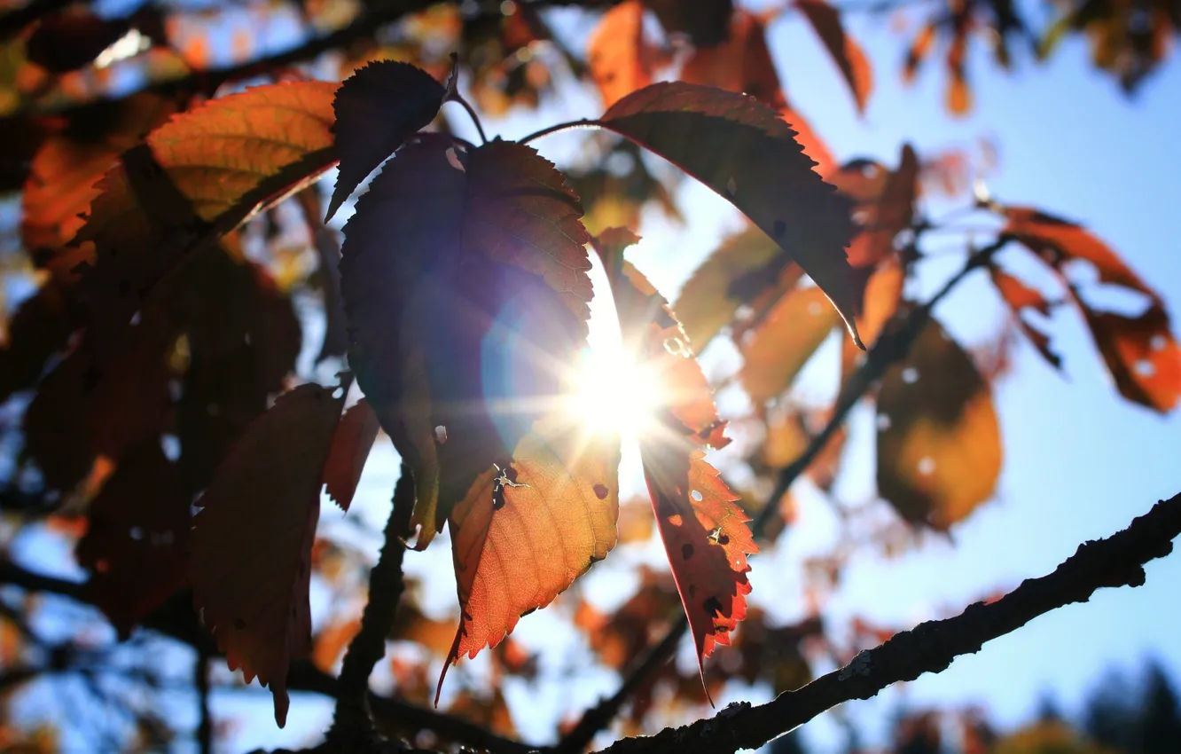 Фото обои Tree, Sun, Autumn, Mood