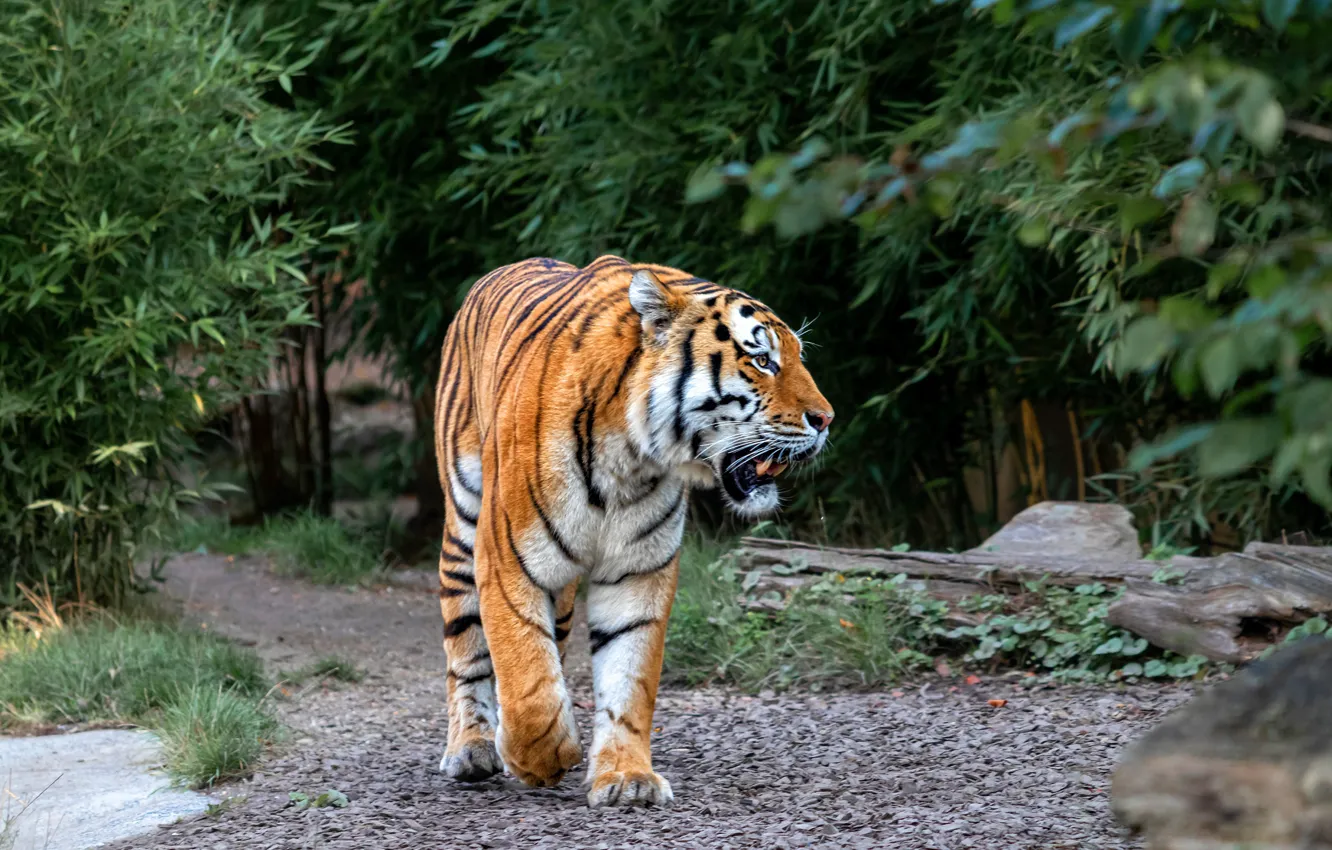 Фото обои тигр, прогулка, кусты