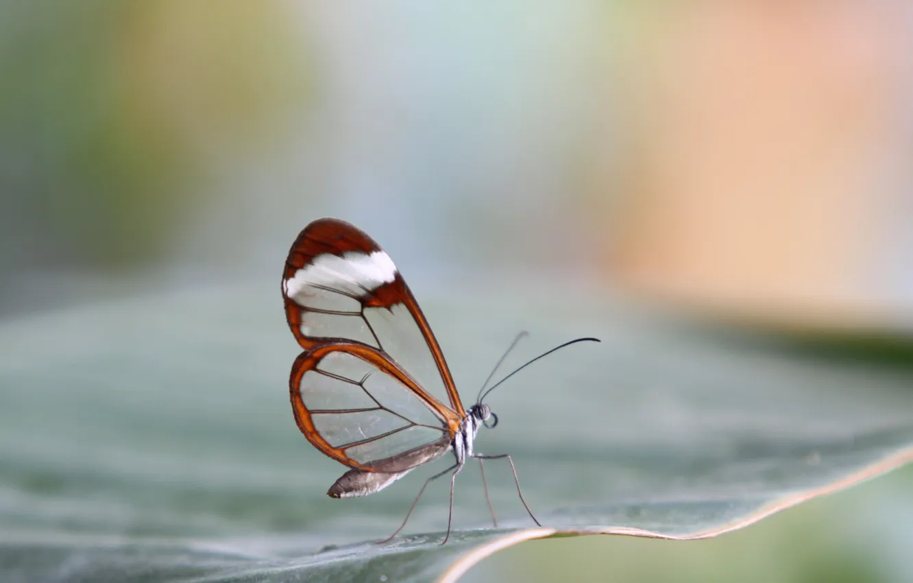 Фото обои прозрачность, бабочка, метелик