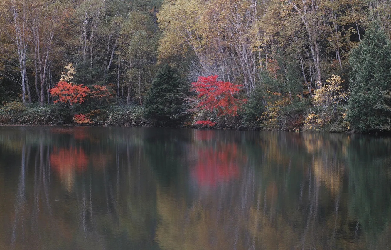 Фото обои осень, лес, деревья, озеро, отражение