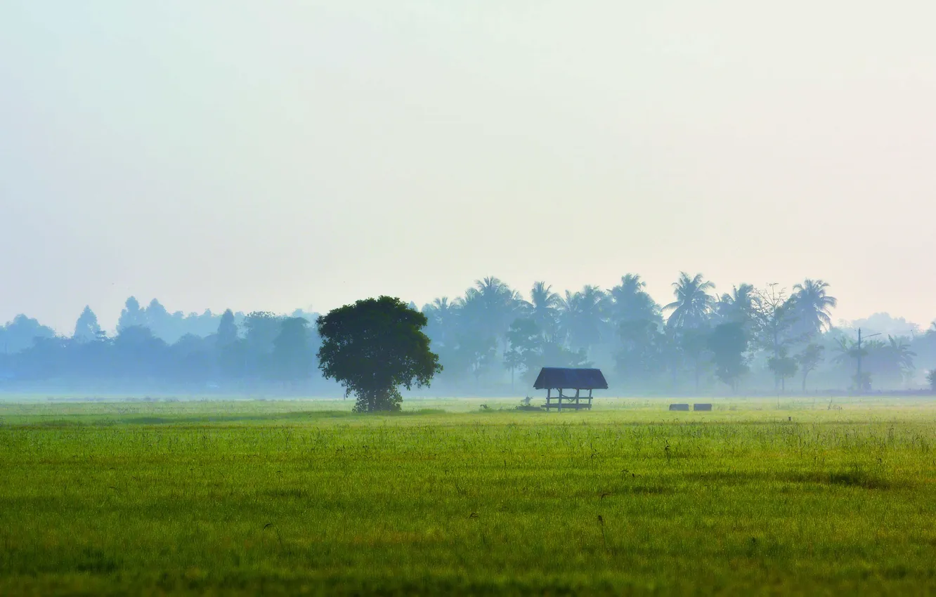 Фото обои поле, небо, трава, туман, дерево, кокосовые деревья
