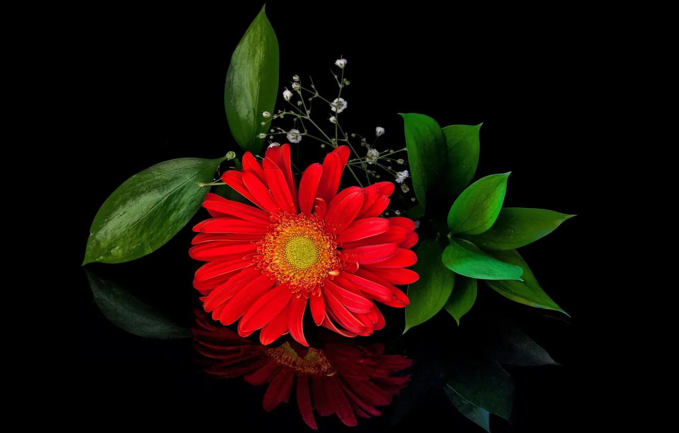 Фото обои цветок, лепестки, цветение, листики, красная гербера