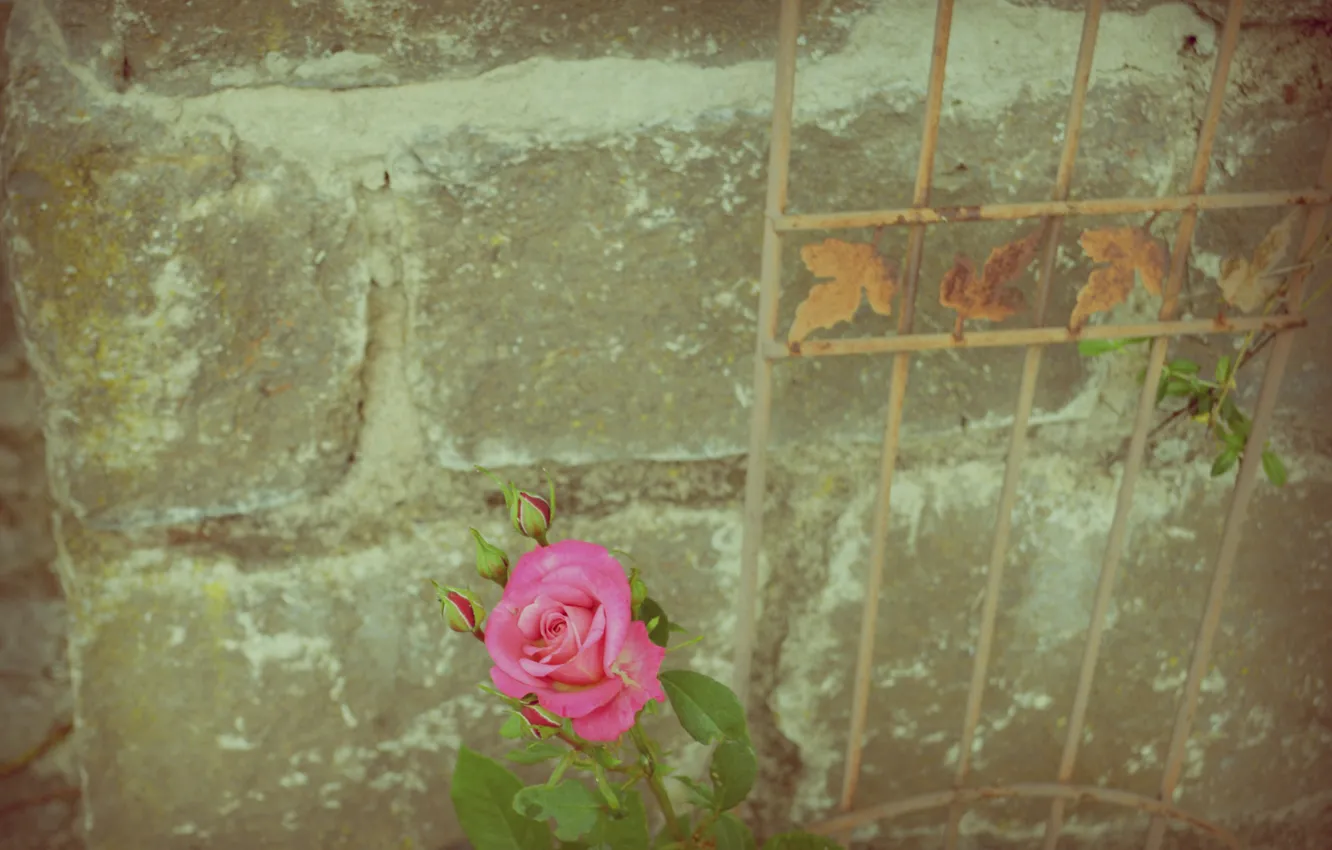 Фото обои wall, rose, flower