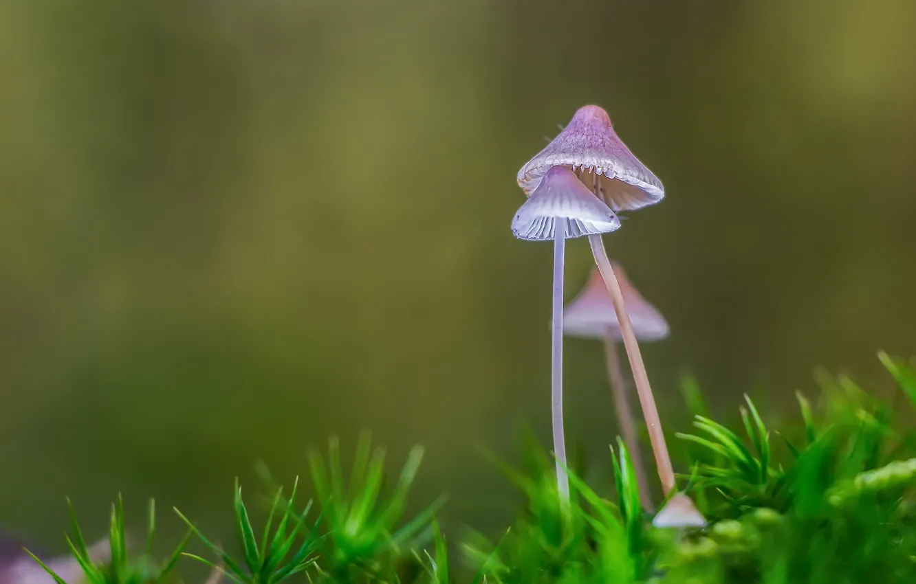Фото обои природа, фон, грибы
