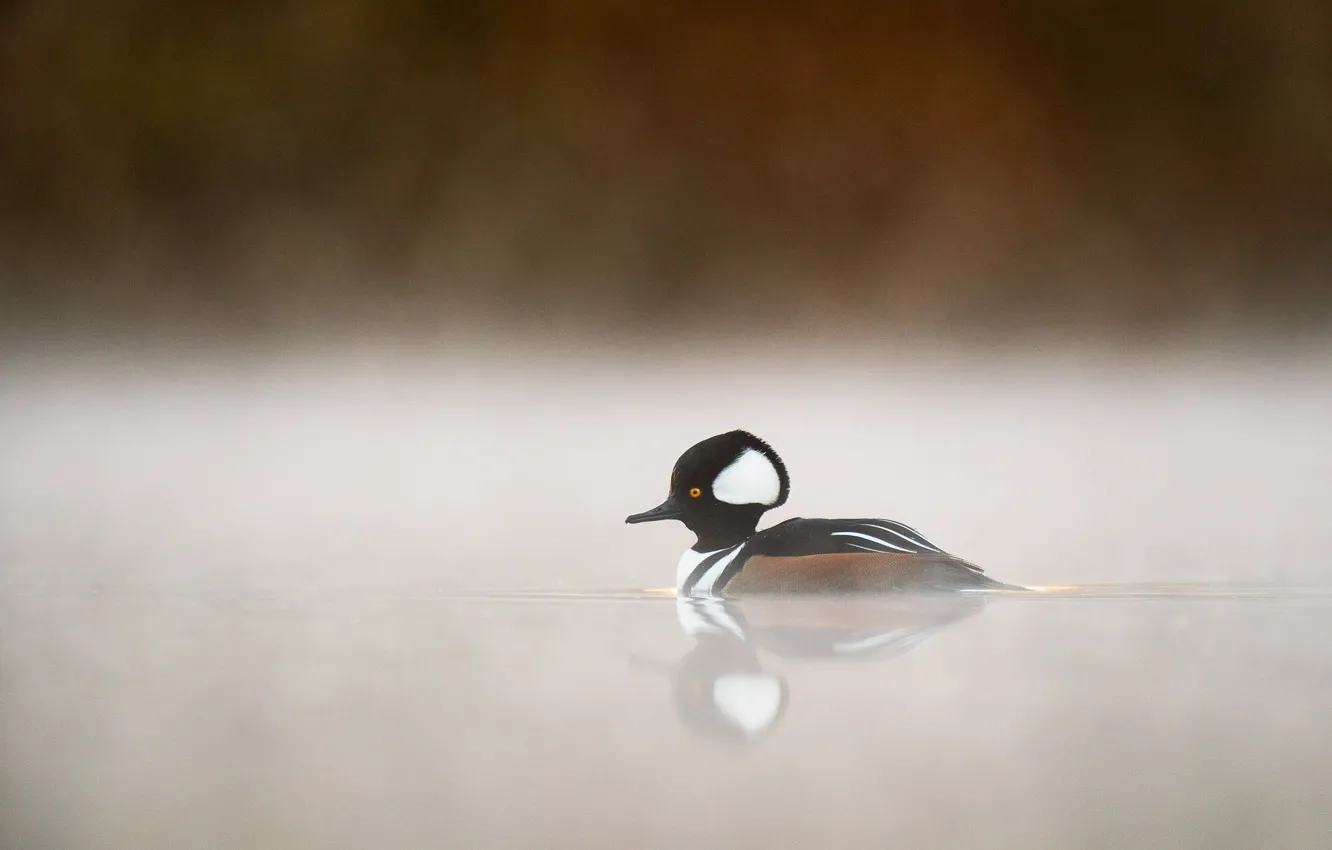 Фото обои lake, fog, duck, wildlife, mist, hooded merganser