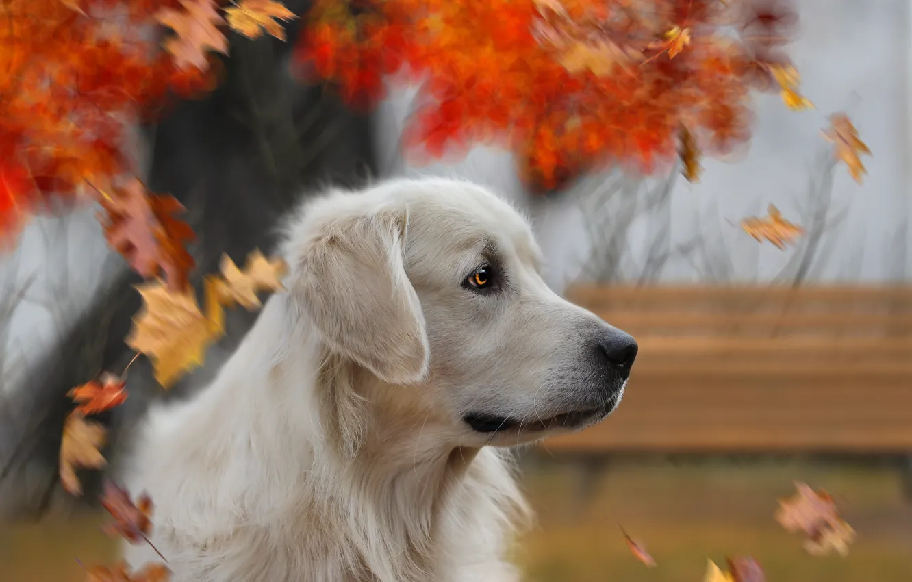 Фото обои осень, взгляд, фон, друг, собака