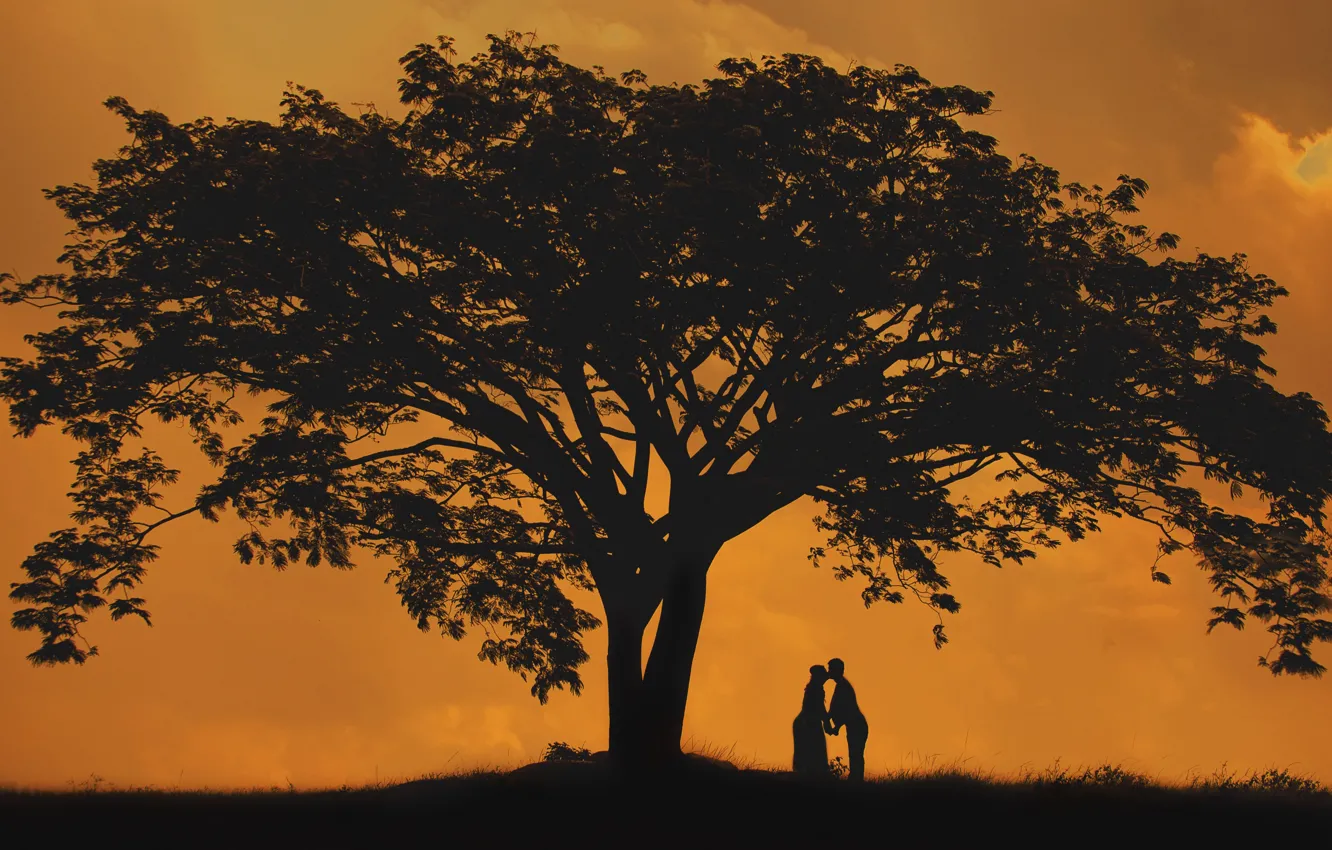 Фото обои дерево, силуэт, пара, влюблённые