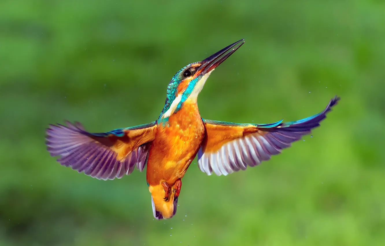 Фото обои капли, птица, крылья, зимородок, kingfisher