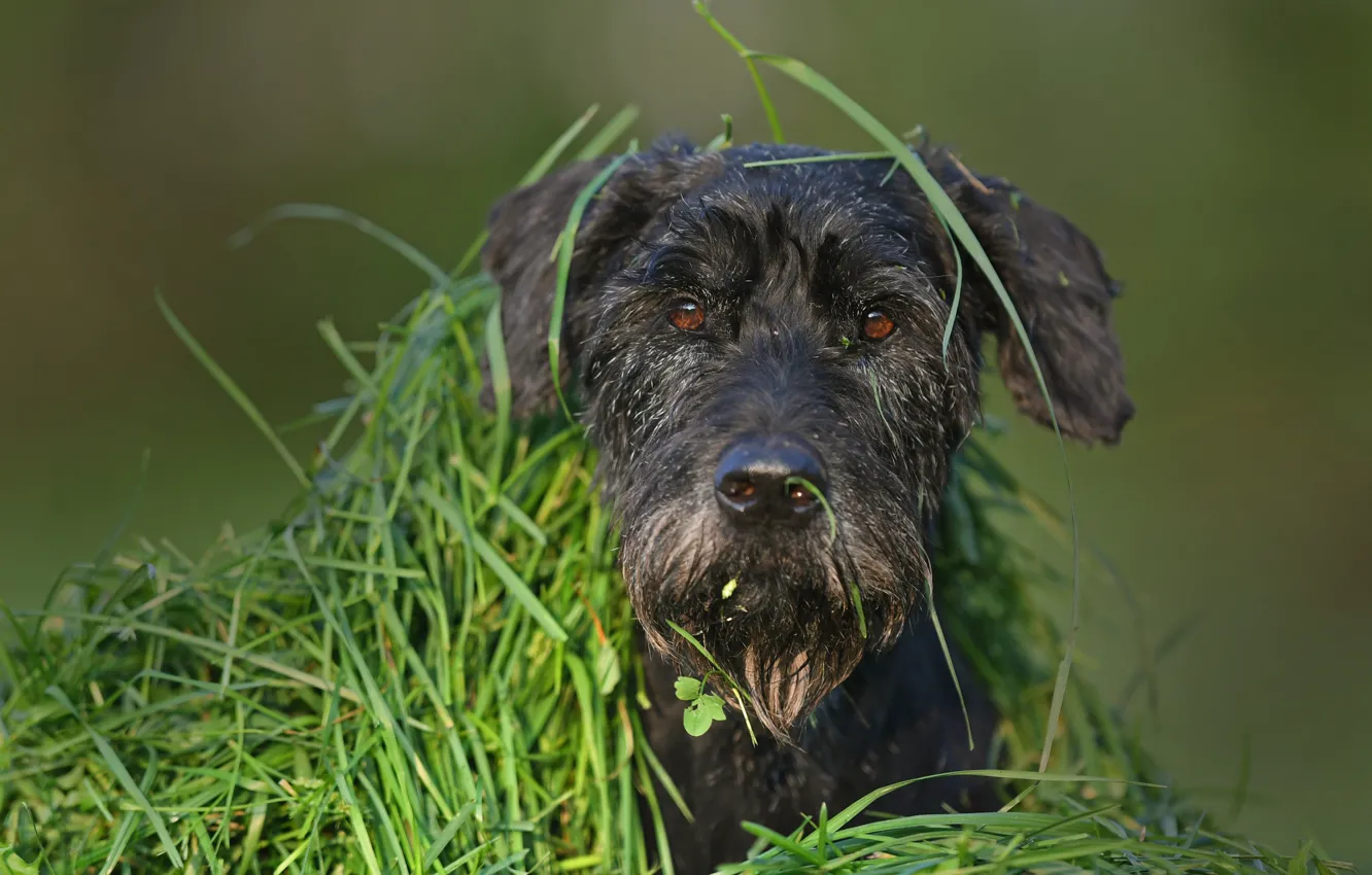 Фото обои трава, взгляд, морда, собака, укрытие, маскировка, пёс