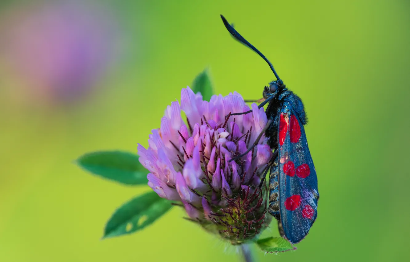 Фото обои цветок, макро, бабочка, насекомое, пестрянка, клеверная бабочка, zygaena filipendulae