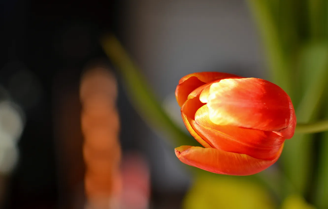 Фото обои цветок, красный, фон, тюльпан