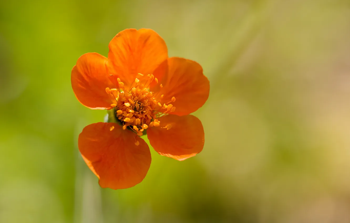 Фото обои цветок, оранжевый, фон, лепестки