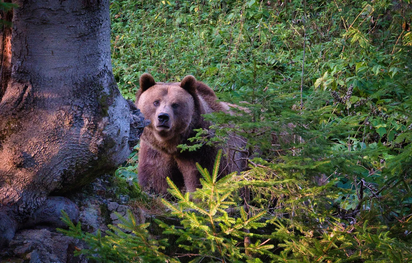 Фото обои лес, морда, деревья, природа, медведь, кусты