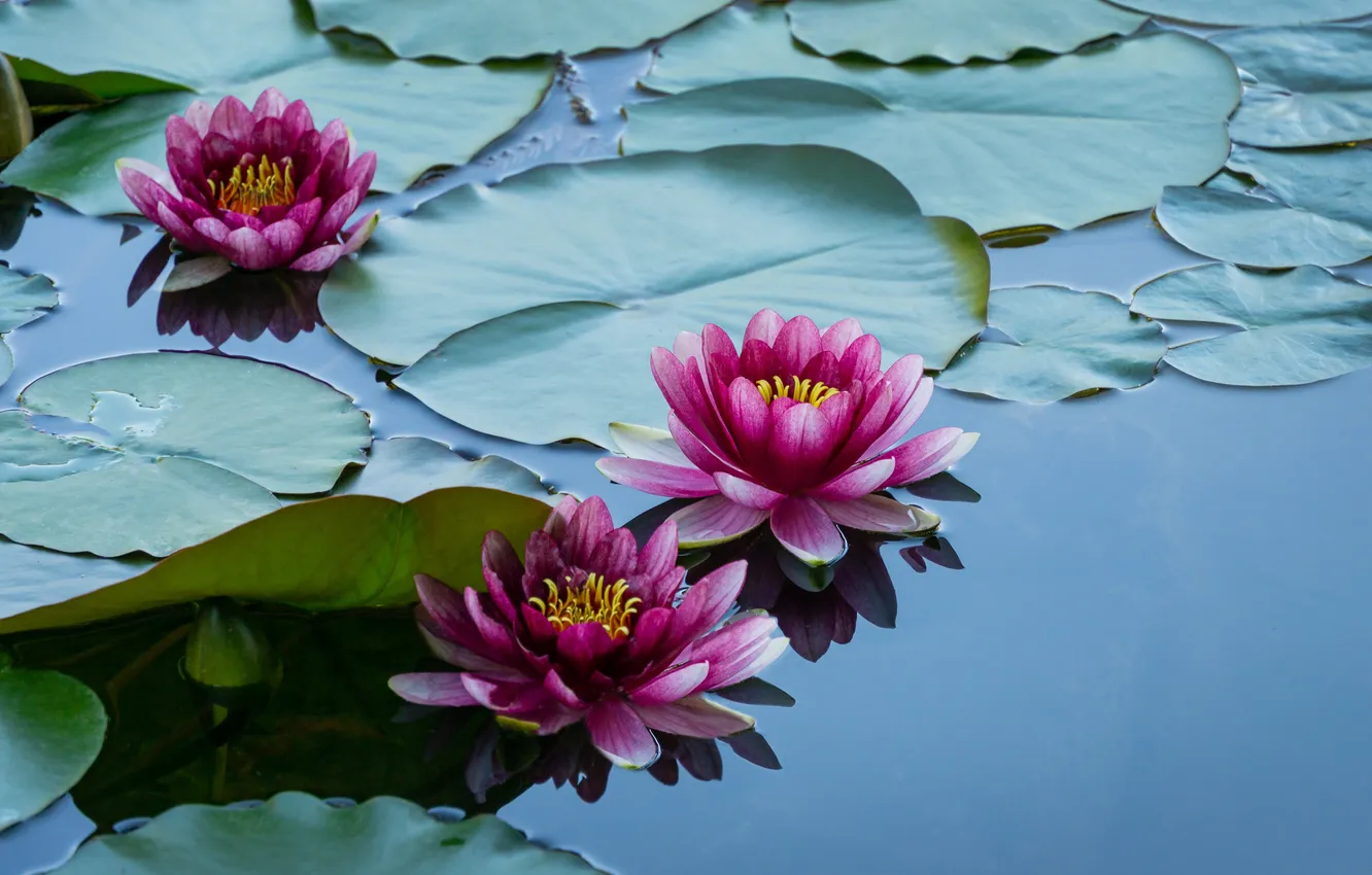 Фото обои red, flower, pink, water, lake, lotus, pond, lily